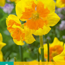 Daffodil Slice Of Life - Neu - 5 Blumenzwiebeln