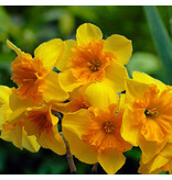 Narcis Slice Of Life - Nieuw - 5 Bollen - Narcissen Geel Met Een Oranje Kroon