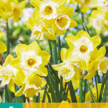 Daffodil Hunter Sunrise - New - 5 Bulbs