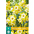 Narcis Hunter Sunrise - Nieuw - 5 Bollen
