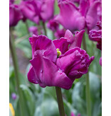 Tulip Crown Of Negrita - New - 5 Bulbs - Buying purple ornamental tulip?