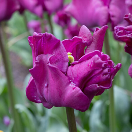 Tulpenkrone von Negrita - Neu - 5 Blumenzwiebeln - Lila Ziertulpe kaufen?