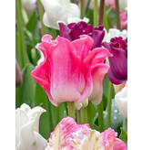 Tulpe Crownn Of Dynasty - 5 Blumenzwiebeln - Rosa Ziertulpe kaufen?
