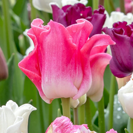 Tulp Crownn Of Dynasty - Nieuw - 5 Bollen -Roze Sierlijke Tulp Kopen?