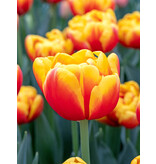 Tulp Shell - Nieuw - 7 Bollen - Rood / Gele Dubbelbloemige Tulp Kopen?