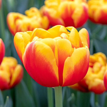 Tulpen Shell - Neu - 7 Blumenzwiebeln - Rote / Gelbe Ziertulpe kaufen?