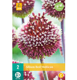 Allium Red Mohican - Neu - 2 Blumenzwiebeln - Sommerblumen Online Kaufen?