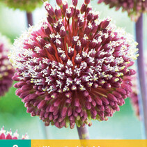 Allium Red Mohican - Nieuw - 2 Bollen