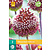 Allium Red Mohican - Nieuw - 2 Bollen