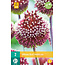 Allium Red Mohican - New - 2 Bulbs - Buying summer flowers online?