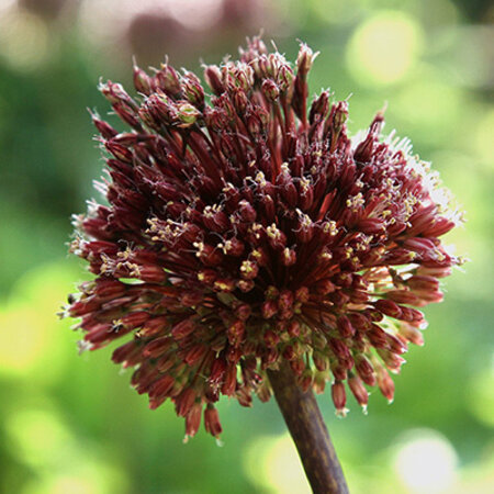 Allium Red Mohican - Neu - 2 Blumenzwiebeln - Sommerblumen Online Kaufen?