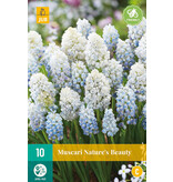 Muscari Nature's Beauty - 10 Blumenzwiebeln - Doppelte Muscari - Trauben kaufen?