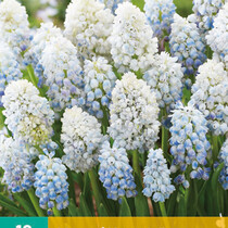 Muscari Nature's Beauty - 10 Bulbs