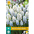 Muscari Nature's Beauty - 10 Bollen