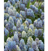 Muscari Nature's Beauty - 10 Blumenzwiebeln - Doppelte Muscari - Trauben kaufen?