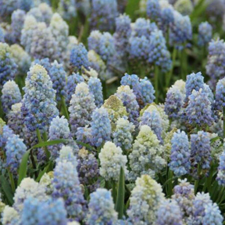 Muscari Nature's Beauty - 10 Blumenzwiebeln - Doppelte Muscari - Trauben kaufen?