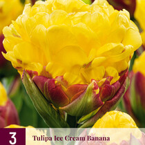 Tulip Ice Cream Banana - New - 3 Bulbs
