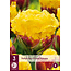 Tulp Ice Cream Banana - Nieuw - 3 Bollen - Dubbele Late Tulp - Exclusieve Tulp