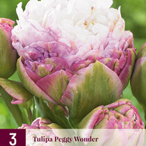 Tulip Peggy Wonder - New - 3 Bulbs