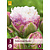 Tulip Peggy Wonder - New - 3 Bulbs