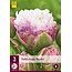 Tulp Peggy Wonder - Nieuw - 3 Bollen - Exclusieve Tulpen Kopen?