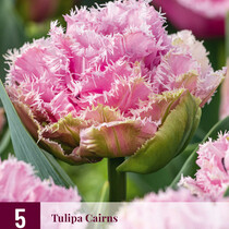 Tulip Cairns - New - 5 Bulbs