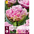 Tulp Cairns - Nieuw - 5 Bollen