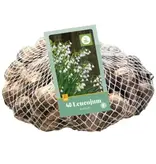 Leucojum Aestivum - 40 Bollen - Zomerklokje / Lenteklokje Kopen? Garden Select