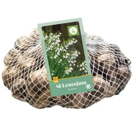 Leucojum aestivum - 40 Blumenzwiebeln - Schneeglöckchen für den Frühling kaufen?