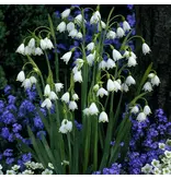 Leucojum aestivum - 40 Blumenzwiebeln - Schneeglöckchen für den Frühling kaufen?