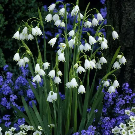 Leucojum aestivum - 40 bulbs - Buying a Spring Snowbell? Garden Select