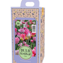 Box Fiesta mit 30 gemischten Blumenzwiebeln
