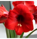 Amaryllis Rood - Grote Bloembol met plantinstructies, Kerst Cadeautje