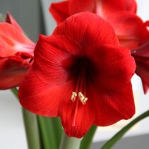 Amaryllis Red -1 Large Bulb
