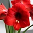 Amaryllis Rood - Grote Bloembol met plantinstructies, Kerst Cadeautje