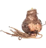 Amaryllis Rood - Grote Bloembol met plantinstructies, Kerst Cadeautje