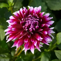 Bloembollen planten hoe en wanneer?