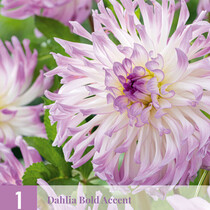 Dahlie Bold Accent - 1 Knolle