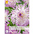 Dahlia Bold Accent - 1 Knol