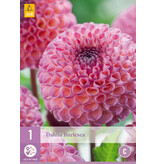 Dahlia Burlesca - Exclusive Pompon Dahlia - Old Pink Colour - Garden-Select.com