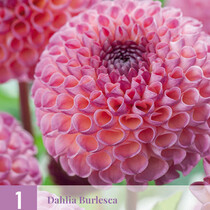 Dahlia Burlesca - 1 Knol
