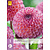 Dahlia Burlesca - 1 tuber