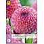 Dahlia Burlesca - Exklusive Pompon-Dahlie - Altrosa Farbe - Garden-Select.de