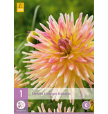 Dahlia Cabana Banana - Exclusieve Dahliaknollen - Cactus Dahlia - Garden Select