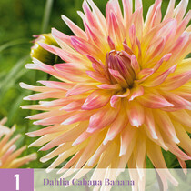 Dahlia Cabana Banana - 1 Knolle