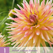 Dahlia Cabana Banana - 1 Tuber