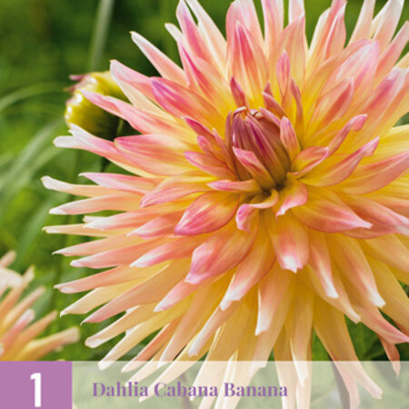 Dahlia Cabana Banana - Exclusieve Dahliaknollen - Cactus Dahlia - Garden Select