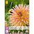 Dahlia Cabana Banana - 1 Knol