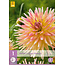 Dahlia Cabana Banana - Exklusive Dahlienzwiebeln - Cactus Dahlia - Garden Select