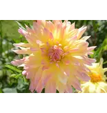 Dahlia Cabana Banana - Exklusive Dahlienzwiebeln - Cactus Dahlia - Garden Select